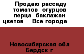 Продаю рассаду томатов, огурцов, перца, баклажан, цветов  - Все города  »    . Новосибирская обл.,Бердск г.